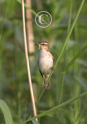 Sedge Warbler DM1808